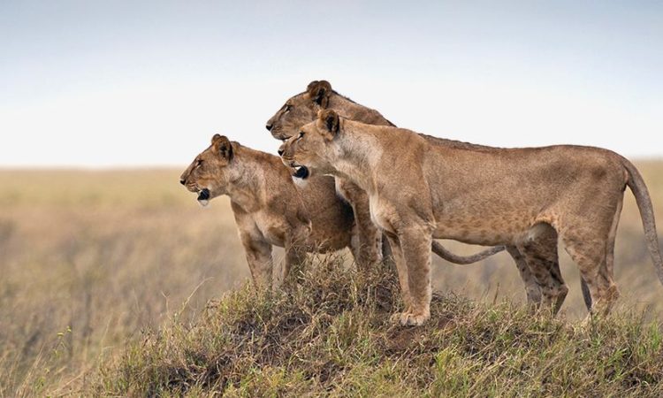 4-Days Luxury Safari Escape to Serengeti, Ngorongoro & Tarangire Experience